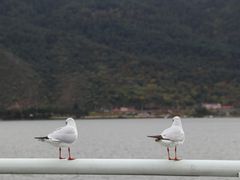 -海埂大坝