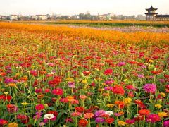 -枫林花海