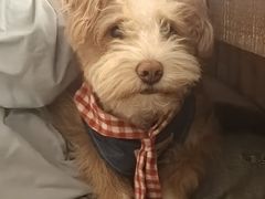 -帕帕拉兹宠物(亚洲旗舰店)