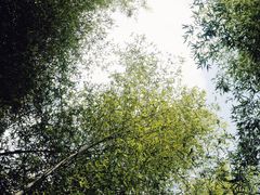 -广州市石门国家森林公园