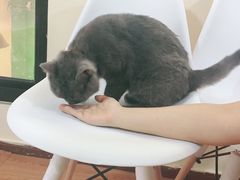 -李小姐の猫咖啡馆(五角场店)