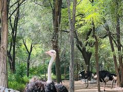 -北京野生动物园