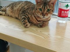 -Heymao猫咖.咖啡厅(东门店)