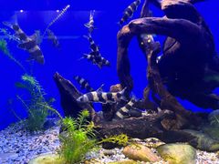 -上海海洋水族馆