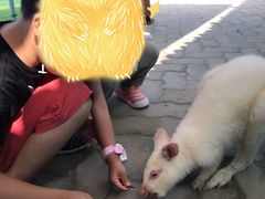 -西霞口神雕山野生动物世界