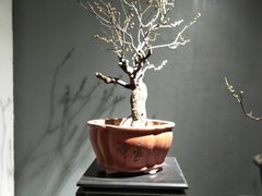 -石家庄市植物园
