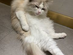 -飞行喵MR PILOT|猫舍·猫咖(静安大融城店)