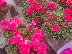 -循礼门鲜花花市(武汉循礼门店)