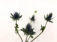 -Butchart布查德鲜花(花艺设计中心)