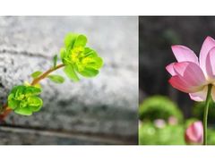 -靖西鹅泉风景区