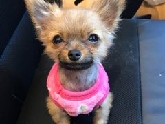 -八公叔叔宠物美容连锁(春申店)