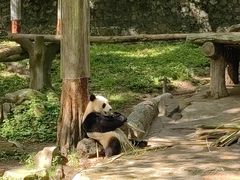 -都江堰中华大熊猫苑