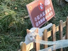 -西园戒幢律寺