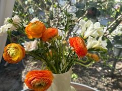 -Jo's Garden