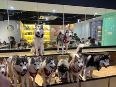 -Husky Go! 哈士奇体验馆·宠物咖啡厅狗咖