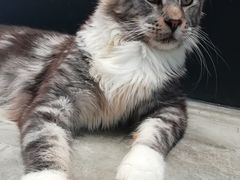 -瞄一喵猫咖(格力海岸店)