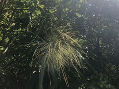 -羚羊峡古栈道森林公园