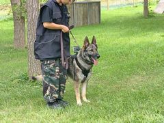 -北京京卫宠物寄养训练中心