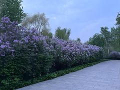 -群力丁香公园