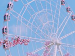 -顾村公园