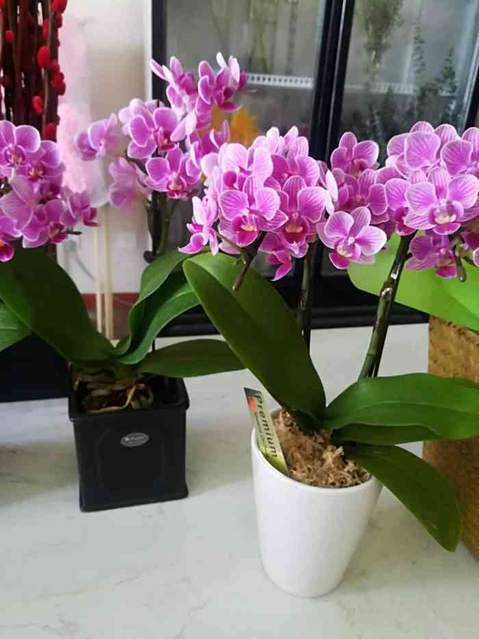 花田舍 flowers(八方汇店"临时需要,给店家打电话很快就送来了,很好