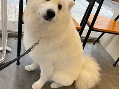 -PETKIT小佩宠物(古北店)