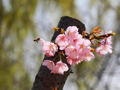 -顾村公园