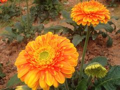 -松山湖梦幻百花洲