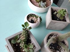 -蜜蜂小象·榴莲千层蛋糕(时代汇11栋店)