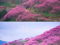 -新建村梅花