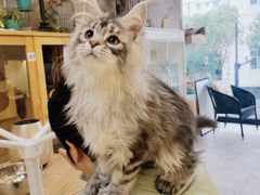 -十年猫舍·猫咪专门店(普陀店)