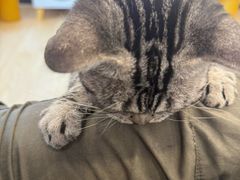 -有喵·猫咖·狗咖·30几只猫10只小狗(岗厦店)