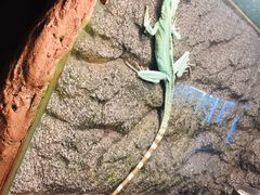-上海大自然野生昆虫馆(东方明珠·爬宠昆虫探索中心)