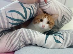 -纳吉亚猫专科动物医院博雅分院