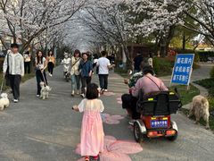 -高东镇樱花园