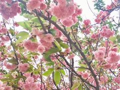 -天适樱花悠乐园