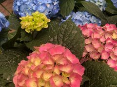 -秦美花卉(天朗·莱茵小城2期店)