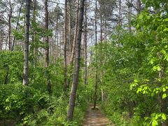 -帽儿山国家森林公园