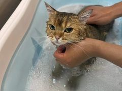 -PETKIT小佩宠物·低压洗护(国顺东路店)