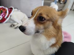 -怪兽屋·羊驼·猫咖·狗咖(俊华广场店)