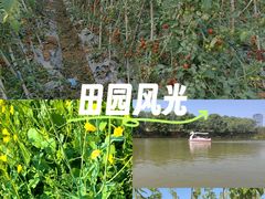 -光明小镇欢乐田园