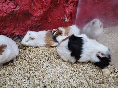 -上海大自然野生昆虫馆(东方明珠·爬宠昆虫探索中心)