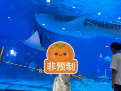 -烟台海昌鲸鲨海洋公园