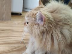 -MOCHA明星猫咖(田子坊店)