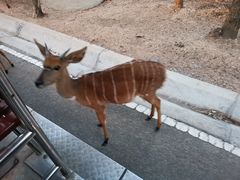 -清迈夜间动物园