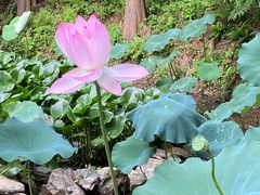 -深圳仙湖植物园