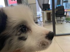 -萌兽医馆·眼科·异宠专科(三里屯店)