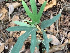 -芦仙山景区-飞越丛林探险乐园