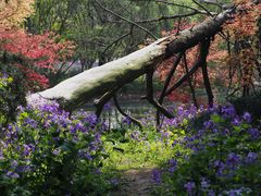 -上海共青森林公园