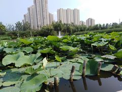-前关湿地公园